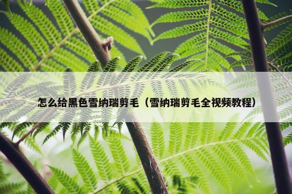 怎么给黑色雪纳瑞剪毛（雪纳瑞剪毛全视频教程）