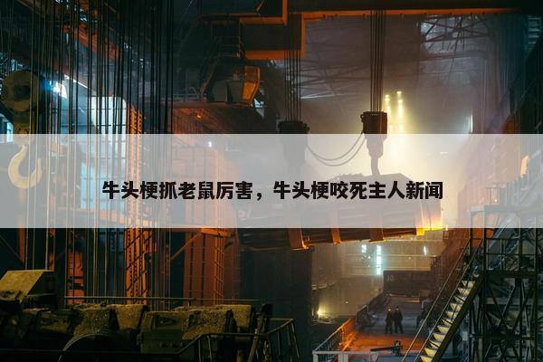 牛头梗抓老鼠厉害，牛头梗咬死主人新闻