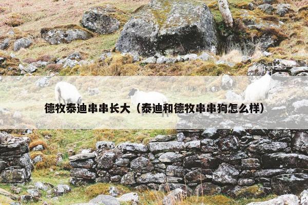 德牧泰迪串串长大（泰迪和德牧串串狗怎么样）
