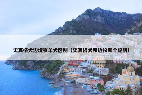 史宾格犬边境牧羊犬区别（史宾格犬和边牧哪个聪明）