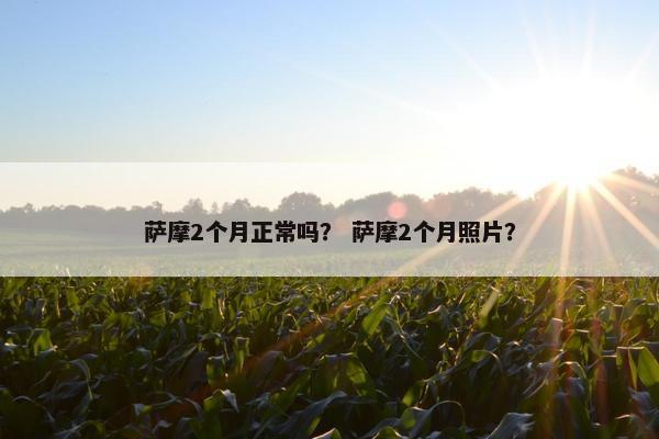 萨摩2个月正常吗？ 萨摩2个月照片？