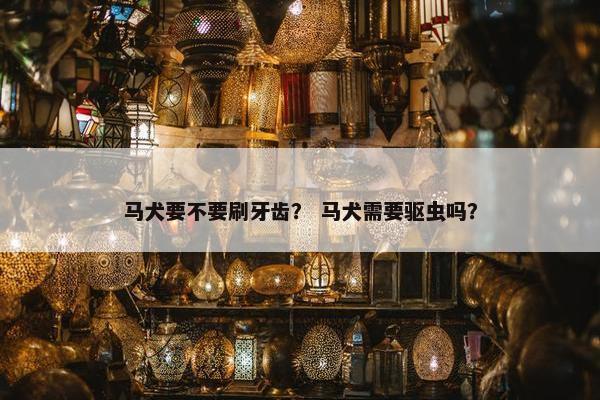 马犬要不要刷牙齿？ 马犬需要驱虫吗？