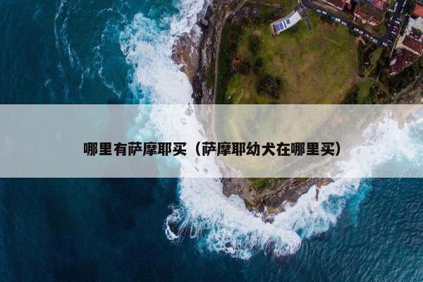 哪里有萨摩耶买（萨摩耶幼犬在哪里买）