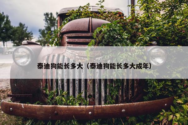 泰迪狗能长多大（泰迪狗能长多大成年）