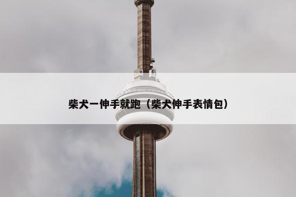 柴犬一伸手就跑（柴犬伸手表情包）