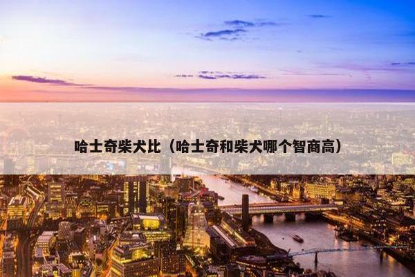哈士奇柴犬比（哈士奇和柴犬哪个智商高）