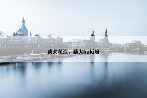 柴犬花海，柴犬haki呀