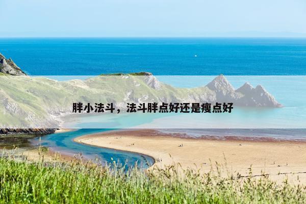 胖小法斗，法斗胖点好还是瘦点好