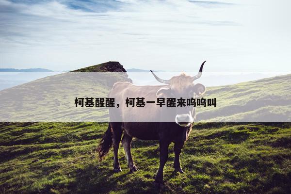 柯基醒醒，柯基一早醒来呜呜叫