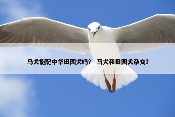 马犬能配中华田园犬吗？ 马犬和田园犬杂交？