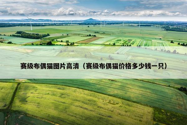 赛级布偶猫图片高清（赛级布偶猫价格多少钱一只）