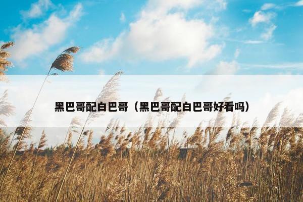 黑巴哥配白巴哥（黑巴哥配白巴哥好看吗）