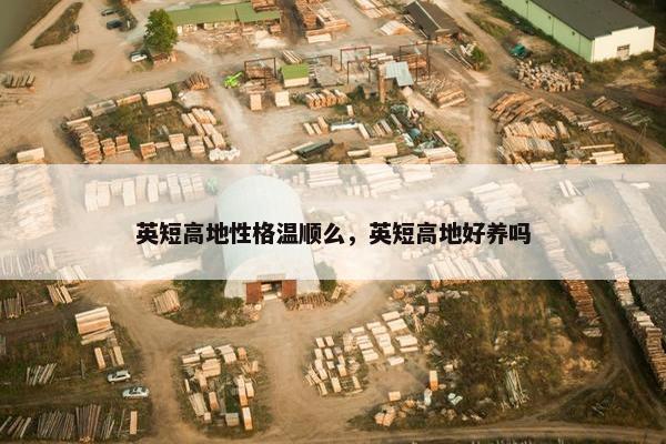 英短高地性格温顺么，英短高地好养吗