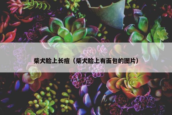 柴犬脸上长痘（柴犬脸上有面包的图片）