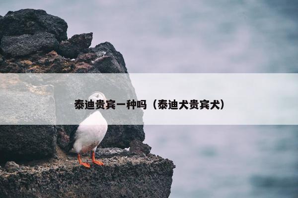 泰迪贵宾一种吗（泰迪犬贵宾犬）
