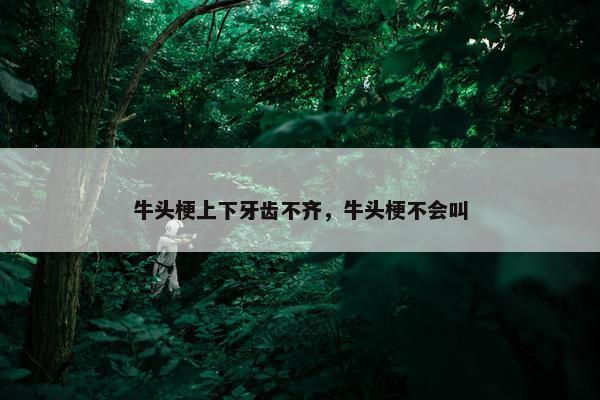 牛头梗上下牙齿不齐，牛头梗不会叫