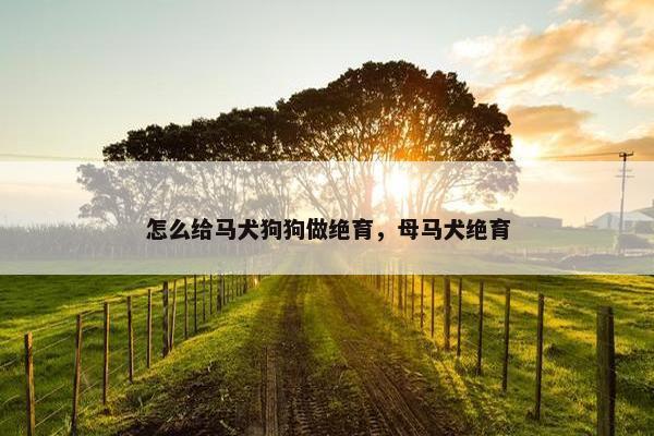 怎么给马犬狗狗做绝育，母马犬绝育