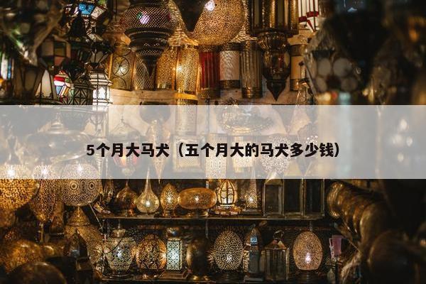 5个月大马犬（五个月大的马犬多少钱）