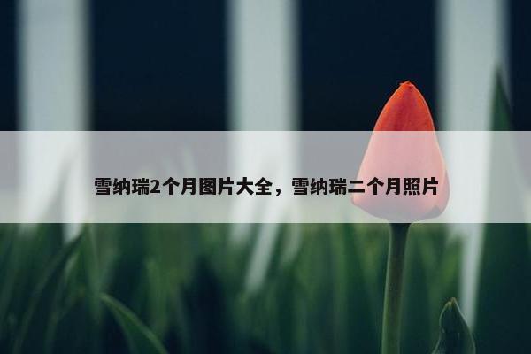 雪纳瑞2个月图片大全，雪纳瑞二个月照片