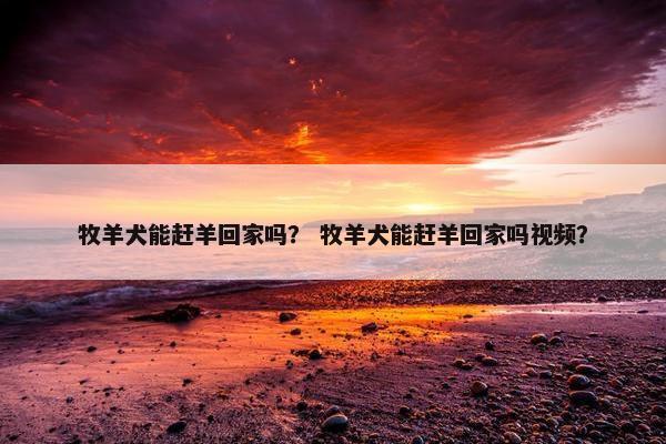 牧羊犬能赶羊回家吗？ 牧羊犬能赶羊回家吗视频？