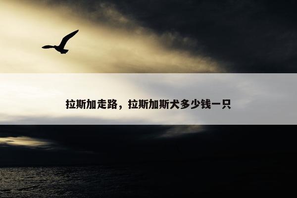 拉斯加走路，拉斯加斯犬多少钱一只