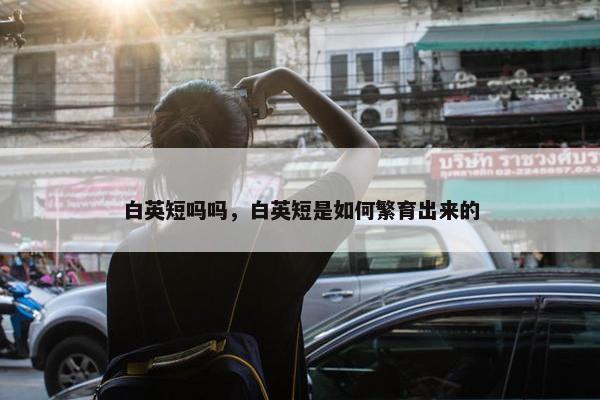 白英短吗吗，白英短是如何繁育出来的