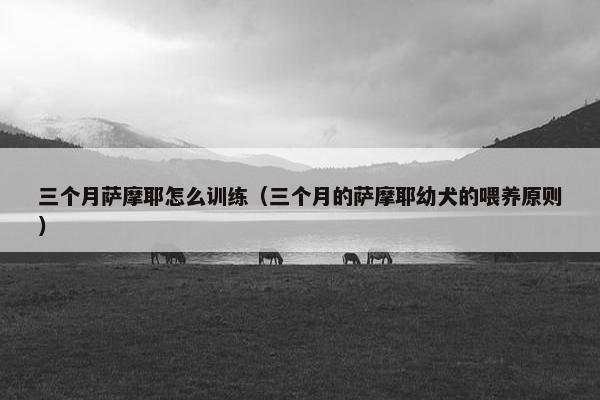 三个月萨摩耶怎么训练（三个月的萨摩耶幼犬的喂养原则）