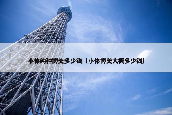 小体纯种博美多少钱（小体博美大概多少钱）