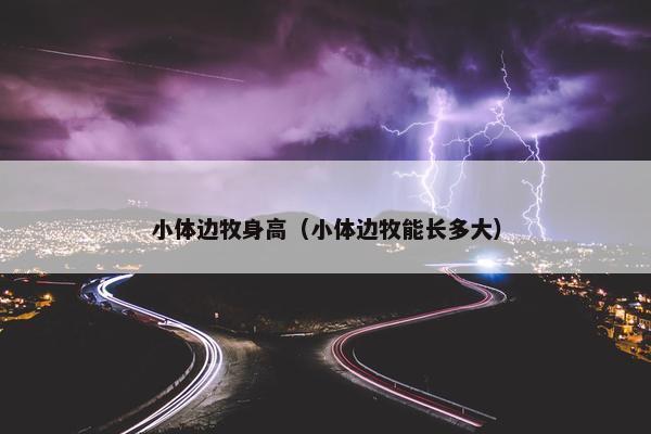 小体边牧身高（小体边牧能长多大）