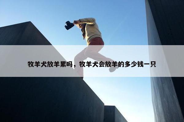 牧羊犬放羊累吗，牧羊犬会放羊的多少钱一只