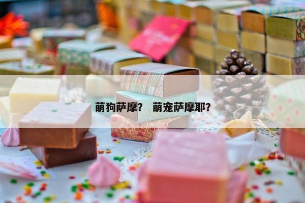 萌狗萨摩？ 萌宠萨摩耶？