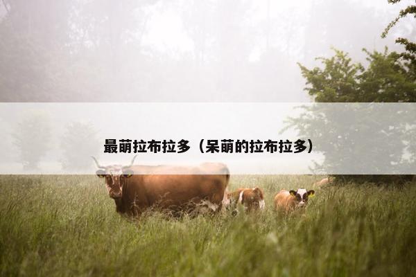 最萌拉布拉多（呆萌的拉布拉多）