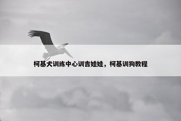 柯基犬训练中心训吉娃娃，柯基训狗教程