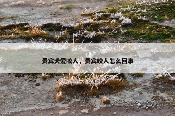 贵宾犬爱咬人，贵宾咬人怎么回事