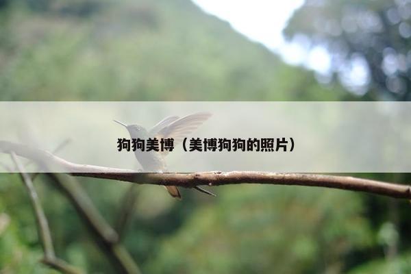 狗狗美博（美博狗狗的照片）