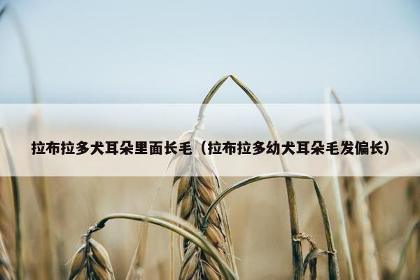 拉布拉多犬耳朵里面长毛（拉布拉多幼犬耳朵毛发偏长）