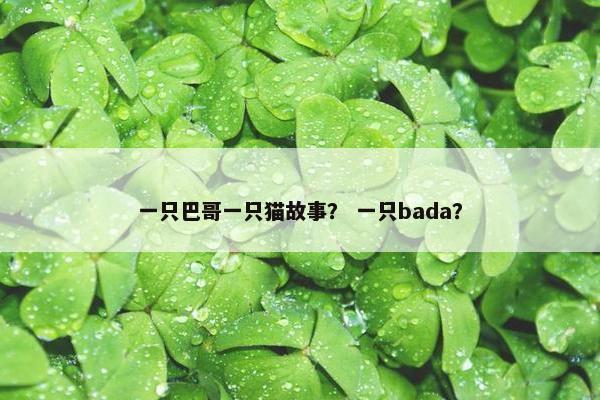 一只巴哥一只猫故事？ 一只bada？
