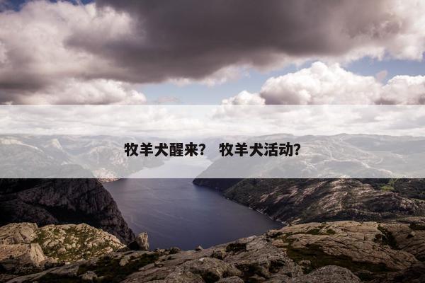 牧羊犬醒来？ 牧羊犬活动？