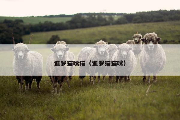 暹罗猫嗦猫（暹罗猫猫咪）