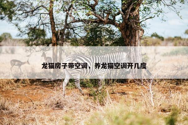 龙猫房子带空调，养龙猫空调开几度