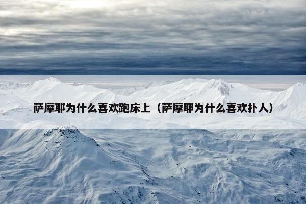 萨摩耶为什么喜欢跑床上（萨摩耶为什么喜欢扑人）