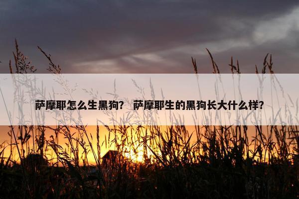 萨摩耶怎么生黑狗？ 萨摩耶生的黑狗长大什么样？