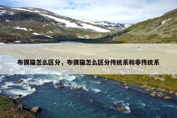 布偶猫怎么区分，布偶猫怎么区分传统系和非传统系
