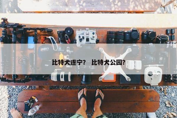 比特犬遂宁？ 比特犬公园？