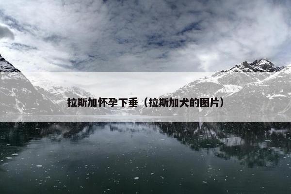 拉斯加怀孕下垂（拉斯加犬的图片）