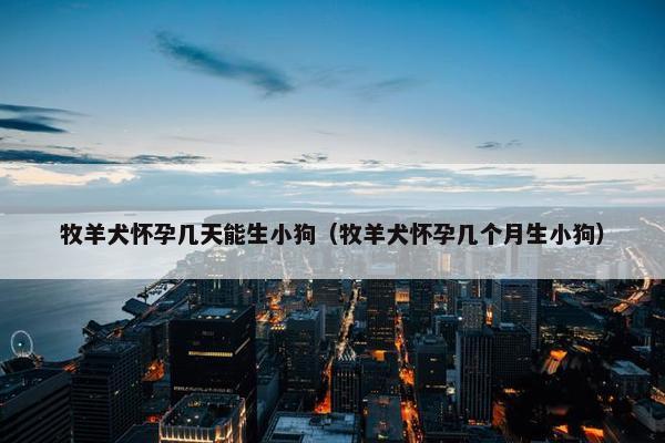 牧羊犬怀孕几天能生小狗（牧羊犬怀孕几个月生小狗）