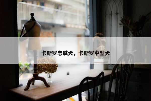 卡斯罗忠诚犬，卡斯罗中型犬