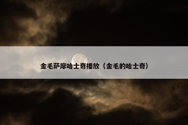 金毛萨摩哈士奇播放（金毛的哈士奇）