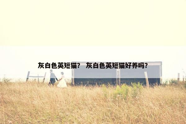 灰白色英短猫？ 灰白色英短猫好养吗？