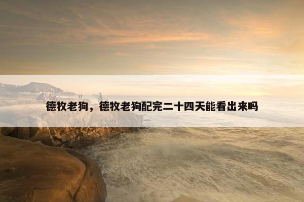 德牧老狗，德牧老狗配完二十四天能看出来吗
